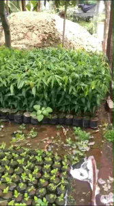 bibit glodokan tiang (Polyalthia longifolia)