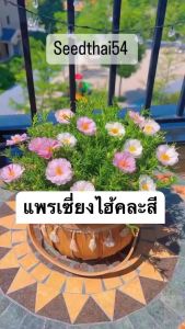 เมล็ดพันธุ์แพรเซี่ยงไฮ้ คุณนายตื่นสาย 🌼ดอกซ้อนคละสี 2000 เมล็ด Portulaca grandiflora / Portulaca Rose / Mose Rose