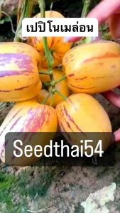 เมล็ดเปปิโน บรรจุ 20-50 เมล็ด เพื่อสุขภาพ มะเขือหวาน เมล็ดพันธุ์ แท้นำเข้า