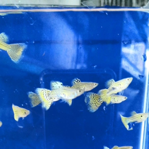 snakeskin yellow tail