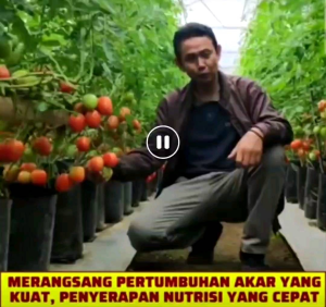 Smart Garden68 - Pupuk Garden 68 Sekali Bayar Dapat 6 Botol