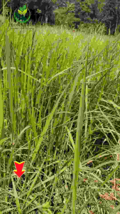 Akar Alang-alang Segar 1kg