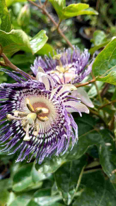 สร้อยฟ้าฮาวาย กระถาง 11 นิ้ว ดอกหอมต้นสวย(กทม)