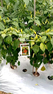 Benih Cabai Rawit PABLO 86 10gr. serdadu seed