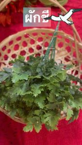 ผักชีปลอม (1กํามี5ต้น) วัสดุผลิตจากพลาสติค ล้างน้ําทําความสะอาดได้
