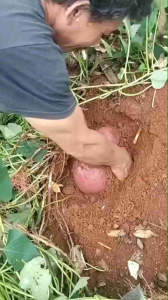 PUPUK HANAMARU PADI PALAWIJA - PRAWATAN SEGALA JENIS TANAMAN 500ml/ORIGINAL