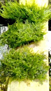 Tanaman Air Aquascape MOS Variasi: Kebutuhan Aquarium