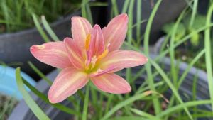 016.หัวดอกบัวดิน Hiyori หัวละ 20 บาท