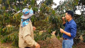 แมกม่าลาวา เหมาะใช้ร่วมกับยาฆ่าแมลง หรือสารชีวภัณฑ์ เพื่อเพิ่มประสิทธิภาพในการจัดการศัตรูพืช เช่น เพลี้ยไฟ ไรแดง เพลี้ยแป้ง ฯลฯ ลาวา สูตรเข้มข้น ครบทุกธาตุอาหาร  ใช้ได้ทุกระยะของพืช