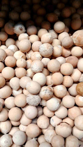 Biji nyamplung kecil 100 gr - buah nyamplung warna natural - nyamplung grosir - buah nyamplung murah