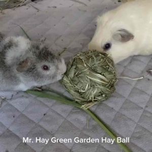 Mr. Hay Green Garden Hay Ball Toy for Guinea Pig and Rabbit