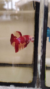 Haftmoon Plakat Betta Fish C9 - Candy Marble