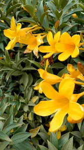 บานบุรีใบเงินแคระ กระถาง 11 นิ้ว ต้นสวย (กทม)