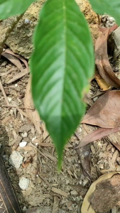 Bodeng madura asli gagang hitam ukiran / pisau pemotong ayam tajam / bodeng kecil / pisau baja per asli super tajam