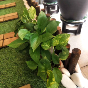 Live Money Plant Indoor Outdoor Carporch Garden Decoration