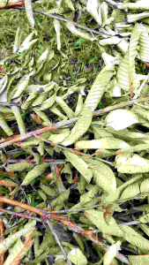 Daun Jambu biji kering 100 gram