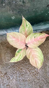 Aglonema Bidadari Lokal Murah: Tanaman Hias Interior yang Mudah Dirawat