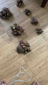 Bibit Benih Rimpang Umbi yakon Siap Semai