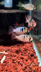 German Blue Ramieze Dwarf Cichlid (Mikrogeophagus ramirezi) Freshwater Decorative Fish Aquarium Tank