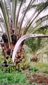 Sabit Oil Palm 111/100% ORI/Import /paya asah/beli la ori/mata pisau tambah panjang