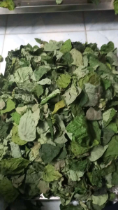 Lá sương sâm lông khô sấy lạnh chất lượng cao 100g có tặng nang mực
