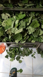 lá sâm lông khô sấy lạnh chất lượng cao làm Thạch sương sâm( 1Kg )