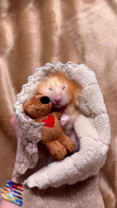 SELIMUT & HANDUK MINI HAMSTER - SUGARGLIDER (kode3)