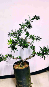 FengShui Bonsai tree Plants 贵妃罗汉松 outdoor decoration ，Small leaf series