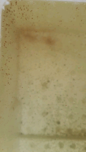 Kutu Air/Daphnia Magna/Fish Food/Live Fish Food/ High Protein/Ornamental fish/Freshwater/Readystock