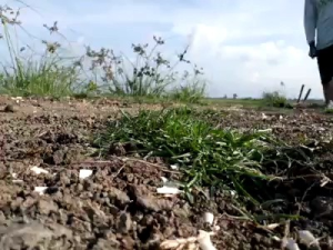 Sandal Sawah & Sepatu Keong Berkualitas Tahan Lama