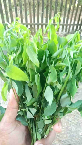 Daun Katuk Muda Segar (1 ikat) Olahan Sayur Sehat Makanan Segar Bugar