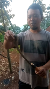 arit gaet atau congkrang serbaguna cap 88 asli malangbong