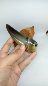 once pipa sedotan tanduk kerbau bule antik dan unik h141
