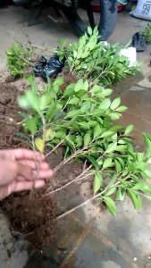 Bibit Beringin Kimeng 30cm: Rawatan & Bahan Bonsai Termurah