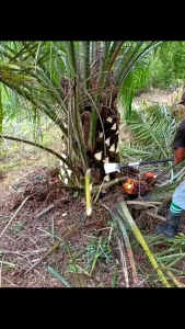 DODOS SAWIT SUPER TAJAM MEREK ABANGMEL 100% ORIGINAL FULL SEPUHN
