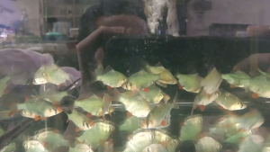 [LIVE FISH] Metallic Green Tiger Barb (Ikan Barb Hijau) - Vibrant Schooling Fish / Active Aquascape & Semi-Aggressive Tank / Live Arrival Guarantee