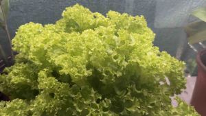 Complete Hydroponic Starter Kit 6 Hole For Beginner