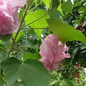 กิ่งชำดอกพิเศษ ราคาพร้อม 35-50 เซ็นต์ รูปแบบตาล มีรากพร้อมปลูก