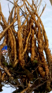 Akar Putri Malu Segar Original 500 gram