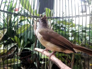 Campaign Serum PENGGACOR Burung Cucak Jenggot