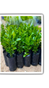 เมล็ดพันธุ์มะกรูดหอมตัดใบคัดพิเศษ 100 เมล็ด 39 บาทซื้อ 2 แถม 1 ซอง