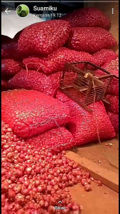 Bawang Bandung 1/2 Kg: Bumbu Masak Penyedap Makanan