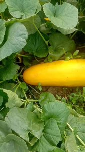 bibit timun suri belang kuning/abri giant 100 biji