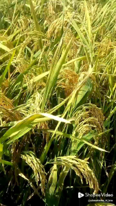 BENIH PADI IS 21 NUKLIR (1KG) super unggul berkualitas.