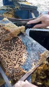 Combo 5 lít mật ong cà phê ĐẮK Lắk nguyên chất 100%