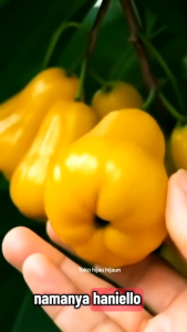 Selamat Datang Ditoko Kami Bibit Jambu Air Madu Kuning 🌱 Memiliki Rasa buah Yang Manis Dan Bertekstur Renyah Dan Memiliki Warna Buah Yang Berwarna Kuning .Hasil Okulasi Pastinya Sudah Berbuah Silahkan Diorder Pemesanan Bisa COD