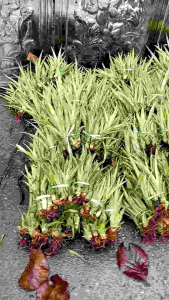 หน่อพันสับปะรดห้วยมุ่น50หน่อ