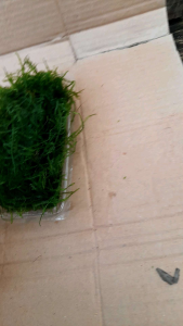 Mos Sepayiki Teropika Per Mika Yah Kaka Tanaman Aquascape