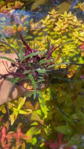 ลิ้นงู(แบบกระถาง)