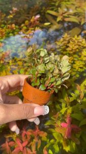 เกล็ดหอยแดงดิบ(พร้อมกระถาง)